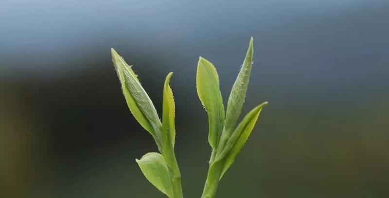 福鼎沧茶