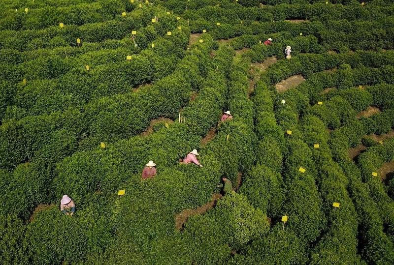 茶农喜迎丰收   优异的茶树品种,独特的地理环境孕育了优质的太平猴魁