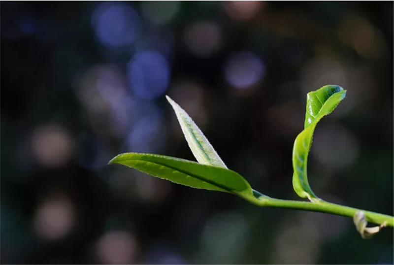 红茶树