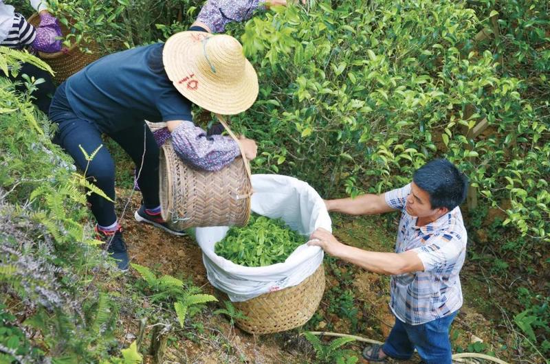 大国茶匠 苏芳华,见证云茶发展40年(上)