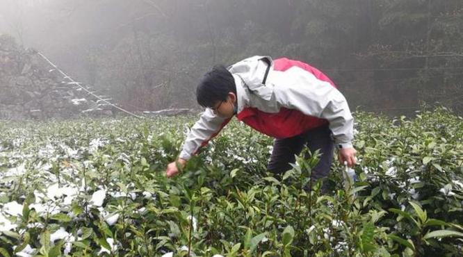 安吉白茶九龙峡遭雪灾：茶叶博士携神秘液体上山，帮受冻茶树后期恢复