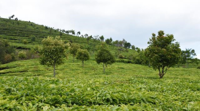 超过85%的茶叶主要在国内消费